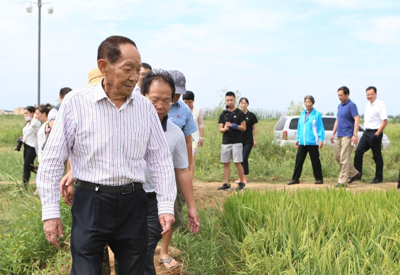 2017年8月29日，中国工程院院士袁隆平来到山东即墨市即发金口农副业基地海水稻试验田察看水稻长势。